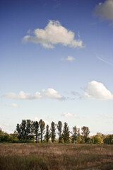 landscape with trees