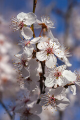 white cherry blossoms blooming on tree branch against blurred blue sky