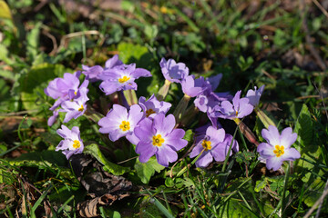 purple primrose flowers blooming in spring garden