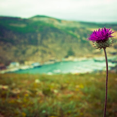 flowers in the mountains