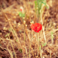 red poppy flower
