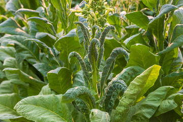 Tobacco leaf curl disease or (TLCV) is induced by a virus which is transmitted by the white fly