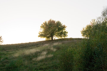 tree in the field