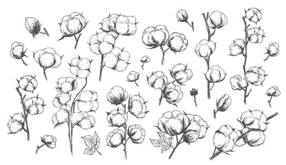 Vector hand drawn set of cotton branches. 100 eco. Cotton flower buds in vintage engraved style. Botanical art isolated on white background. Use for print, poster, decoration and other design.