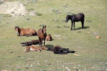 Beautiful horses graze and rest in a rocky pasture at the foot of the mountains