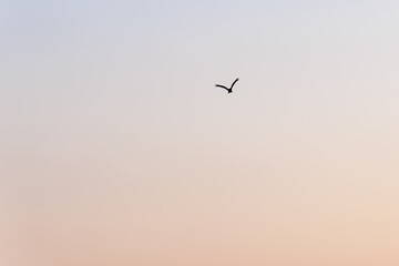 飛翔して海面の餌を狩る美しいトビ（タカ科）
英名学名：Black Kites (Milvus migrans)
珍しく穏やかに凪いだ、夜明けの御蔵島、御蔵島港。
東海汽船東京湾〜伊豆諸島八丈島、太平洋航路の橘丸船上 -2025
