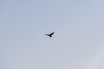 飛翔して海面の餌を狩る美しいトビ（タカ科）
英名学名：Black Kites (Milvus migrans)
珍しく穏やかに凪いだ、夜明けの御蔵島、御蔵島港。
東海汽船東京湾〜伊豆諸島八丈島、太平洋航路の橘丸船上 -2025
