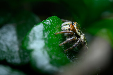 Evarcha Jumping Spider. varcha is a genus of spiders in the family Salticidae (jumping spiders)...