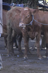 Naklejka premium The Atmosphere of a traditional Asian Animal Market. Many cows animal market. Sacrifices on Eid Al-Adha. Cow Farm. Potrait of a cow. 