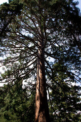 tree in the forest