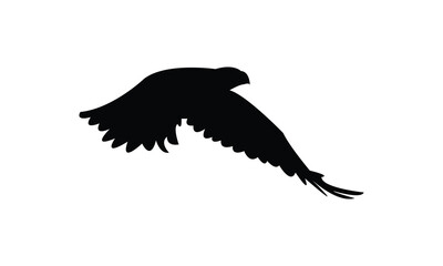 Flying African hawk eagle bird Silhouette Design  And Vector Illustration. 