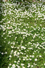 green grass and daisies
