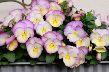 鉢植えのパンジーの花、鉢植えのビオラ