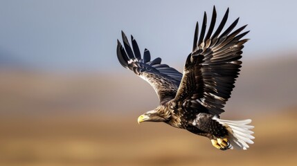 Obraz premium A powerful eagle soaring high symbolizes strength, leadership, and progress. Sharp feather details with crisp sky depth.