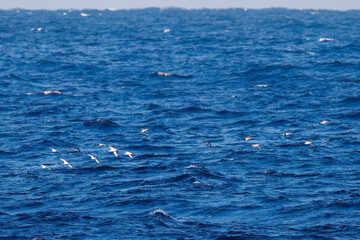 Fototapeta premium 沖を飛翔する美しいオオミズナギドリ（ミズナギドリ科）。 英名学名：Streaked Shearwater, Calonectris leucomelas 東海汽船東京湾〜伊豆諸島八丈島、太平洋航路の橘丸船上にて - 2025 