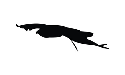 Flying African hawk eagle bird Silhouette Design  And Vector Illustration. 