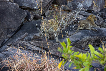 leopard looking for prey in African savanna botswana  (Panthera pardus)