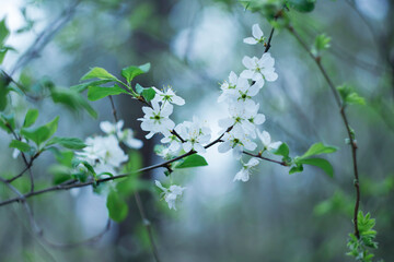 Beginning of spring. Fruit trees blooming on a blurred background.