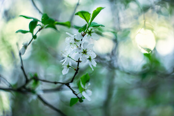 Beginning of spring. Fruit trees blooming on a blurred background.