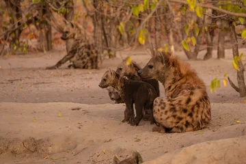 Fotobehang Hyena Hyena, detail portrait. Spotted hyena, Crocuta crocuta, angry animal near the water hole, dark forest with trees. Animal in nature, Okavango, Botswana. Wildlife Africa.  © vaclav