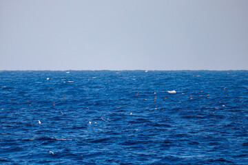 沖を飛翔する美しいオオミズナギドリ（ミズナギドリ科）。
英名学名：Streaked Shearwater, Calonectris leucomelas
東海汽船東京湾〜伊豆諸島八丈島、太平洋航路の橘丸船上にて - 2025
