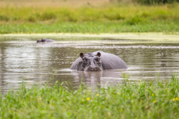 The common hippopotamus (Hippopotamus amphibius), or hippo, is a large, mostly herbivorous mammal...