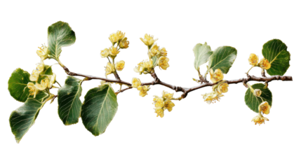 Linden tree branch blooming with yellow flowers on transparent background