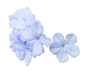 Violet Ixora, Pseuderanthemum graciliflorum (Nees) Ridl., Acanthaceae isolated