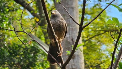 sparrow on a branch