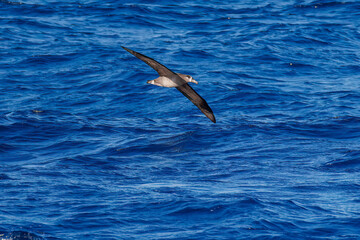 沖を飛翔する巨大なクロアシアホウドリ（アホウドリ科）。
英名学名：Black-footed albatross, Diomedea nigripes
東海汽船東京湾〜伊豆諸島八丈島、太平洋航路の橘丸船上にて - 2025
