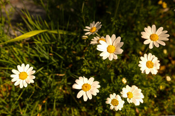 Spring flowers bloom with the arrival of spring