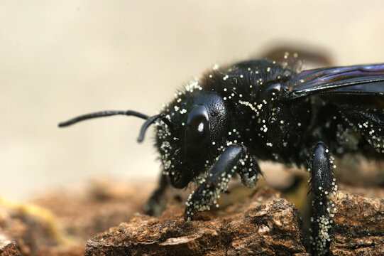 Closeup on a large black carpenter bee, Xylocopa violacea covered with white pollen