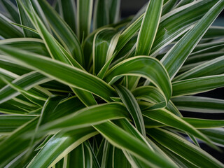 Close-up of a vibrant spider plant with long, variegated green leaves