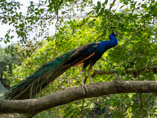 A regal peacock standing tall on a tree branch amidst lush greenery