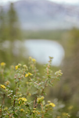 Yellow wildflowers in Canmore with a blurred scenic backdrop
