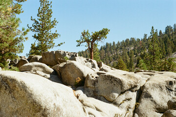 Wind-Sculpted Tree Among Mountain Boulders