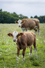A cute little cow with mom cow