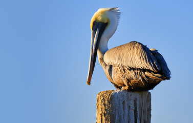 Brown Pelican Pelecanus occidentalis perching on wooden post