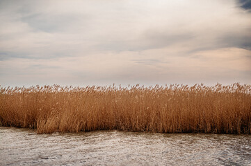 Tall dry grass over a lake by sunset