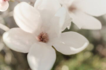 Soft Magnolia Blossom in Springtime