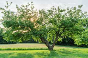 Lush Tree at New Hampshire Historic Site