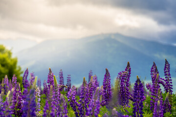 Fototapeta premium Lupines in Bloom Against a Mountain Landscape