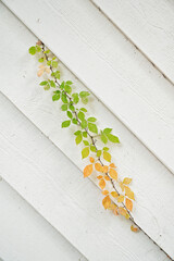 Vine with green-to-orange leaves growing diagonally