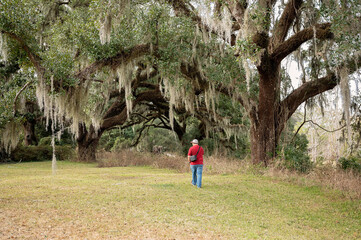 Person in red shirt walking under large oak trees with Spanish moss.