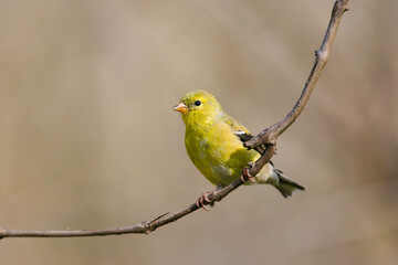 Female American Goldfinch perched on a small branch