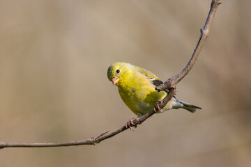 Female American goldfinch perched on a thin curved branch