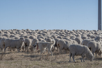 Obraz premium Sheep dog protects flock of sheep