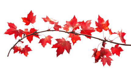 Branch showing red maple leaves on transparent background