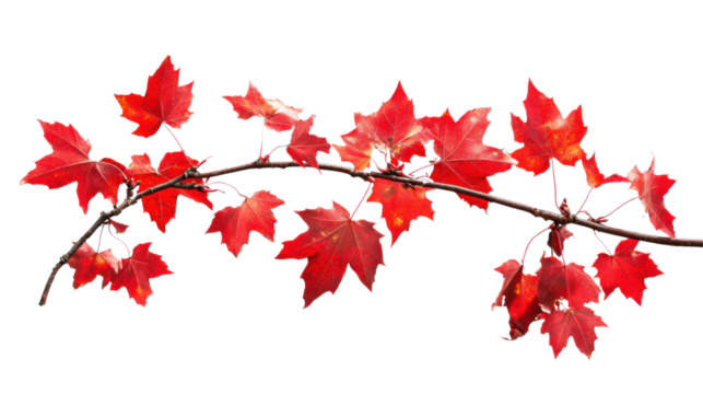 Branch showing red maple leaves on transparent background