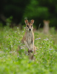 Wallabies in a Green Field.
Wallabies gathered in a lush green field, showcasing the harmonious blend of wildlife and nature.